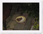Egels in de tuin 001 * 3648 x 2736 * (4.21MB)